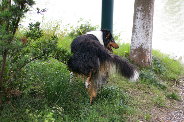 ~~~濠东绿地~那人~那狗