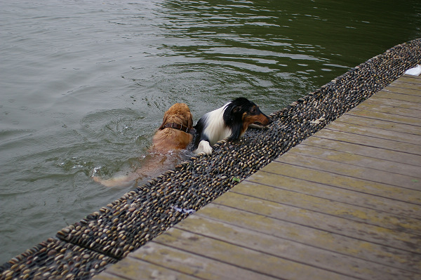 ~~~濠东绿地~那人~那狗
