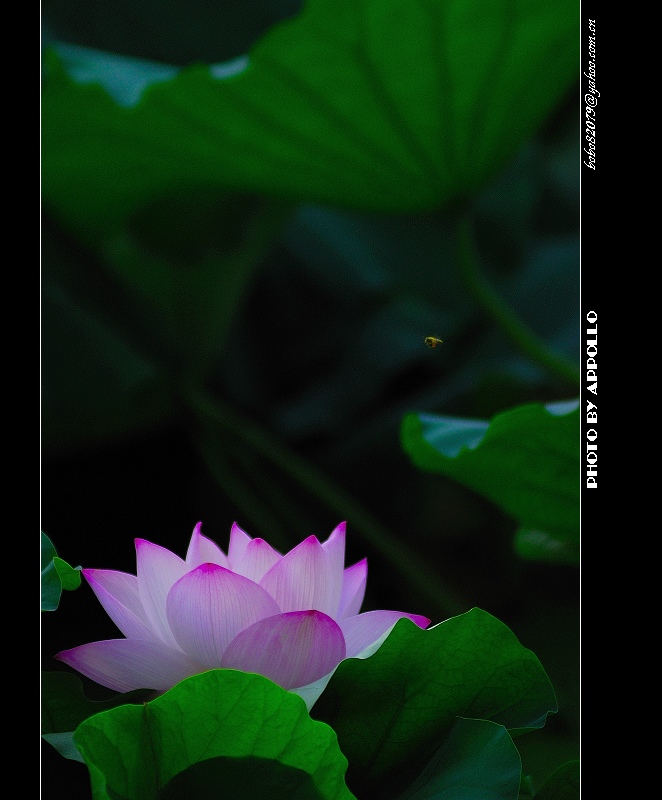 [原创]凌波仙子映蕖塘 曲院荷风送暗香