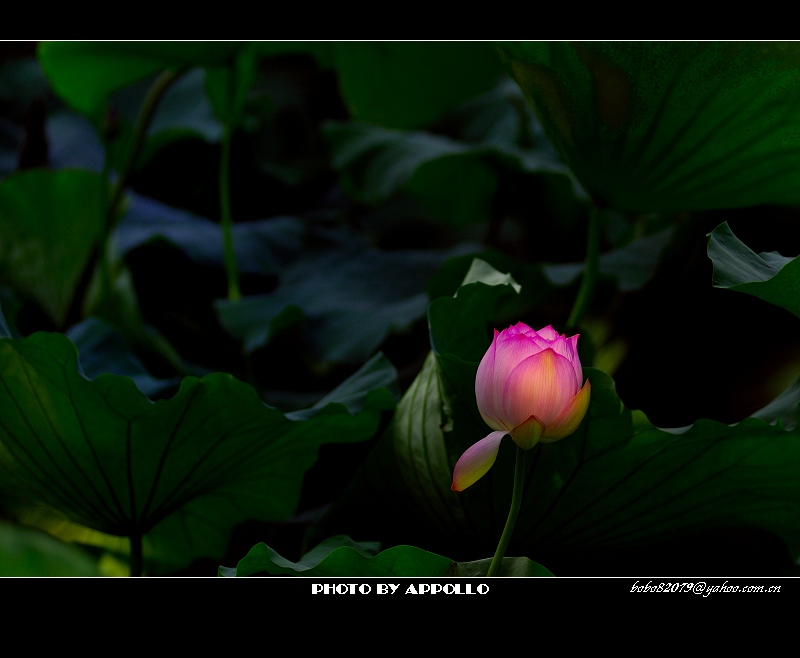 [原创]凌波仙子映蕖塘 曲院荷风送暗香