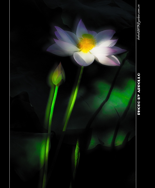 [原创]凌波仙子映蕖塘 曲院荷风送暗香