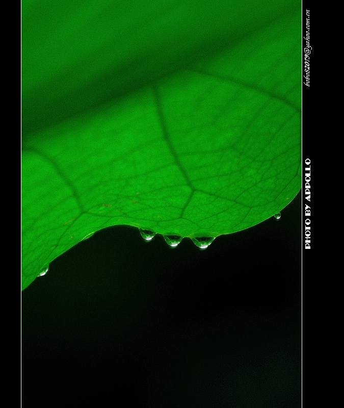 [原创]凌波仙子映蕖塘 曲院荷风送暗香