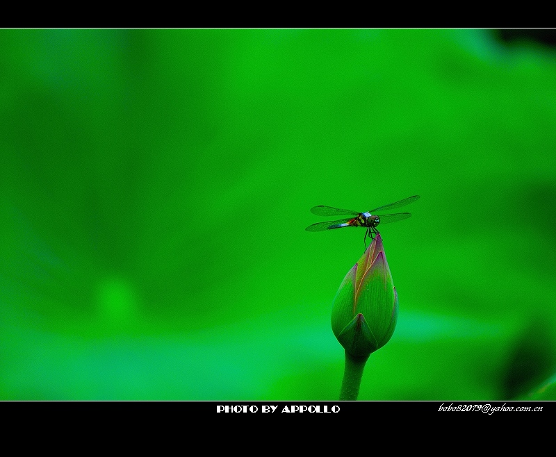 [原创]凌波仙子映蕖塘 曲院荷风送暗香