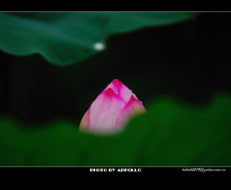 [原创]凌波仙子映蕖塘 曲院荷风送暗香