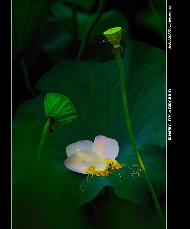 [原创]凌波仙子映蕖塘 曲院荷风送暗香