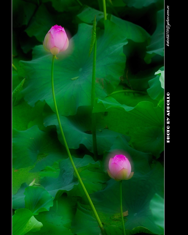 [原创]凌波仙子映蕖塘 曲院荷风送暗香