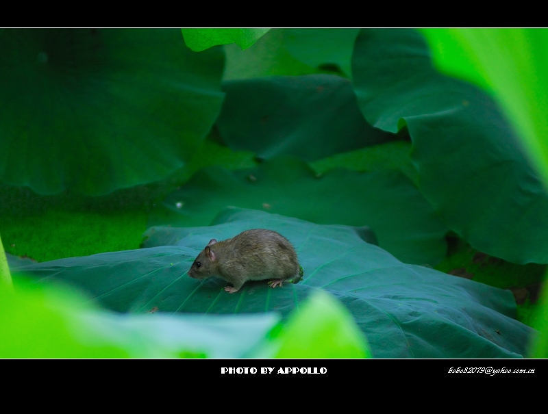 [原创]凌波仙子映蕖塘 曲院荷风送暗香