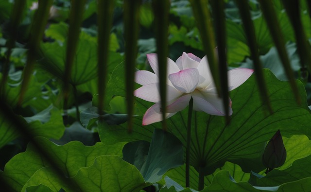 [原创]清清荷韵