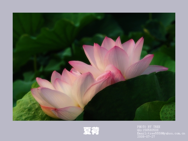 [原创]夏荷