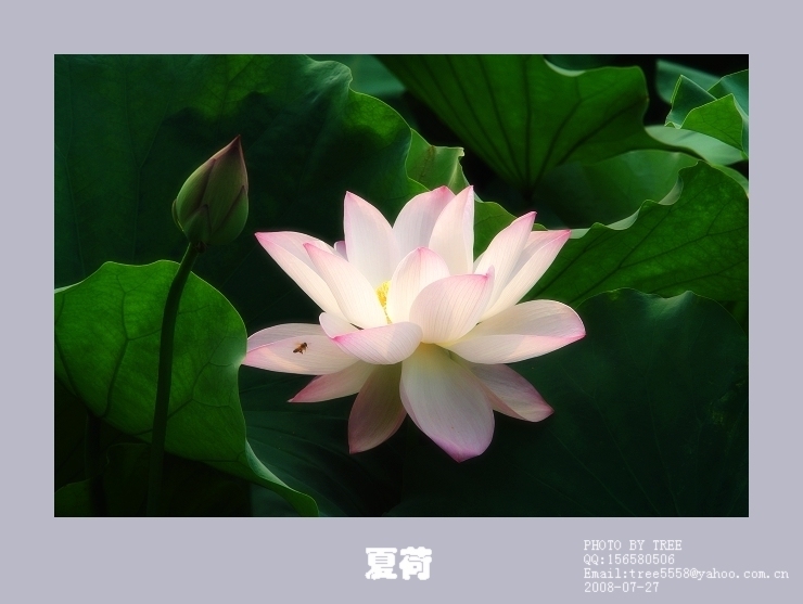 [原创]夏荷