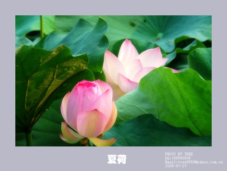[原创]夏荷