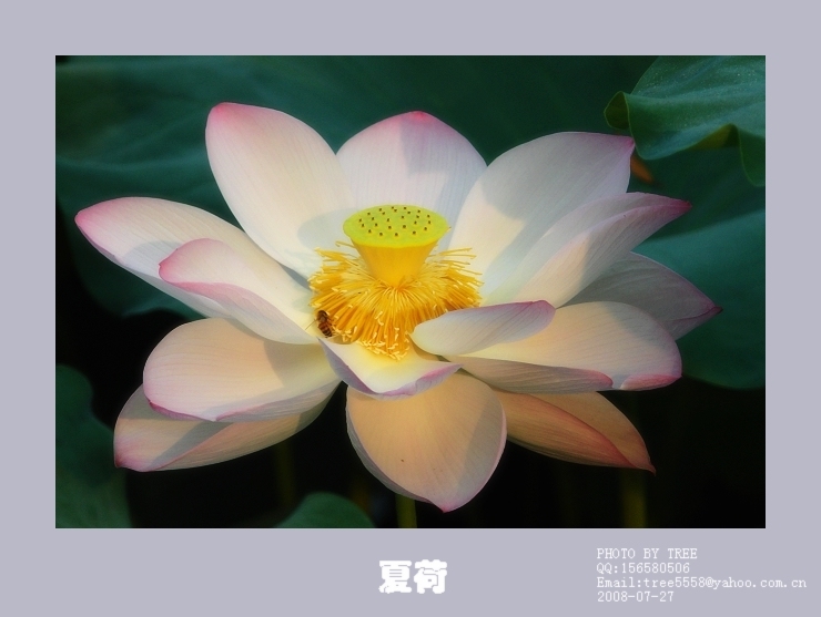 [原创]夏荷