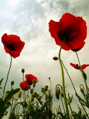 涂蘼之花 未央只爱