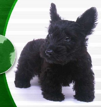 谁知道这是什么狗>?