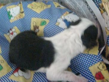 [贴图]这不是功夫熊猫，是什么....