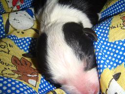 [贴图]这不是功夫熊猫，是什么....