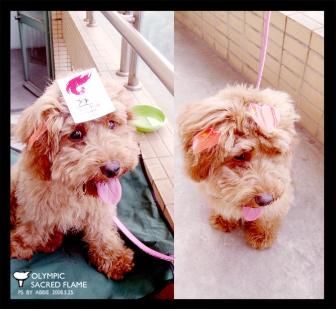 这狗子可爱了一B越看越爱！