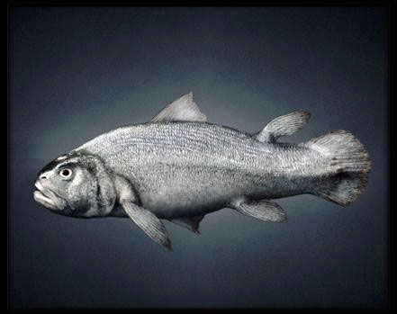 人是由鱼变来的！！