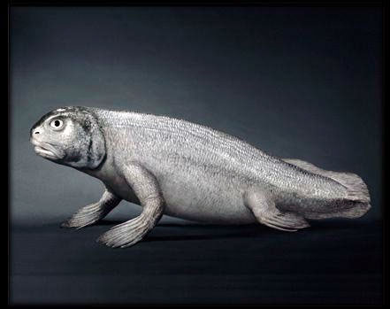 人是由鱼变来的！！