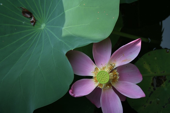 苏州、天目湖随拍