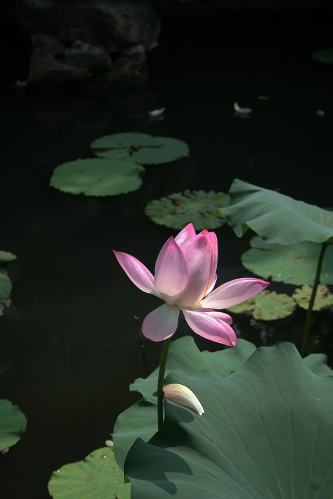 苏州、天目湖随拍