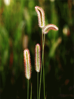 [贴图]送大家几个手机屏保