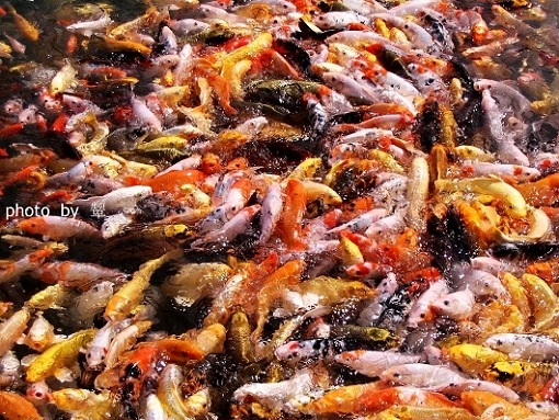 [原创]四月的照片