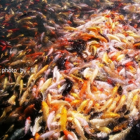 [原创]四月的照片