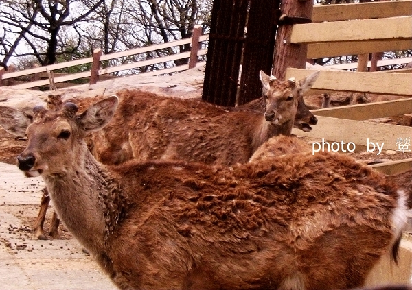 [原创]四月的照片