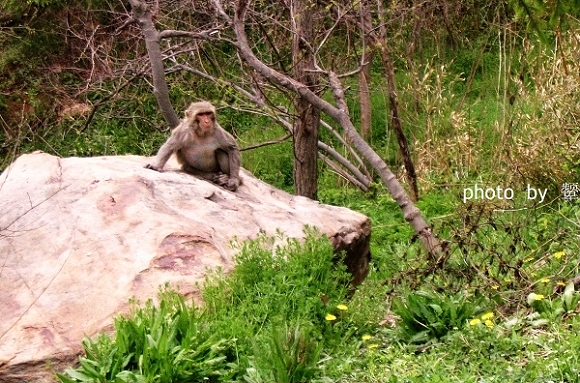 [原创]四月的照片