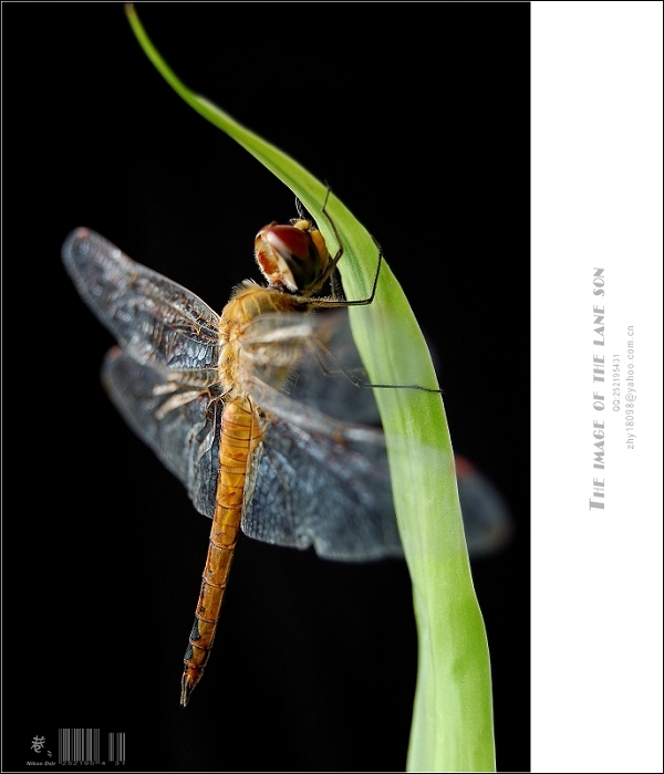 [原创] 纯美大自然