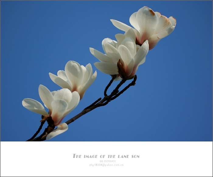 [原创] 纯美大自然