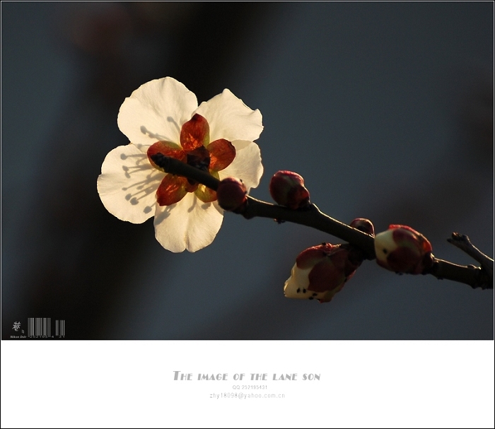 [原创] 纯美大自然