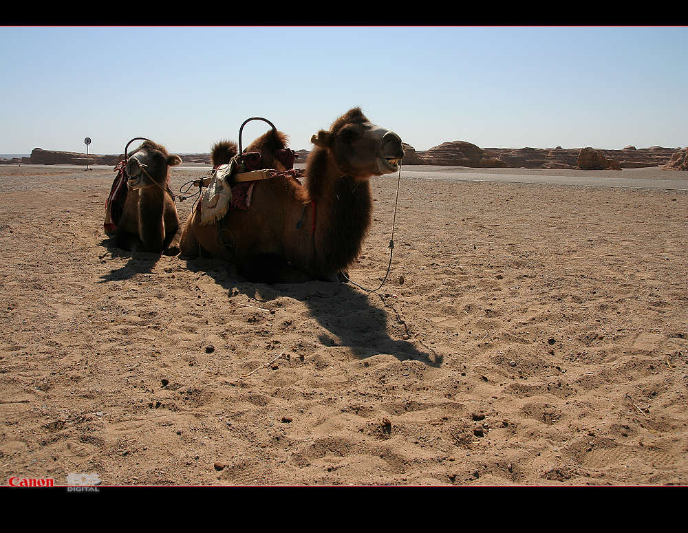 南通－西安－敦煌－十日－怒放的生命