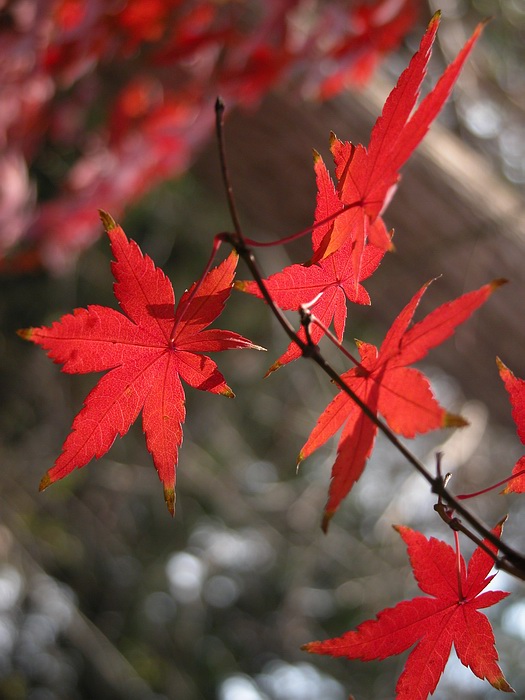 [求助]请问我现在为什么发不了图片了