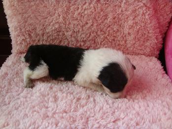 喜欢狗狗的过来看下下