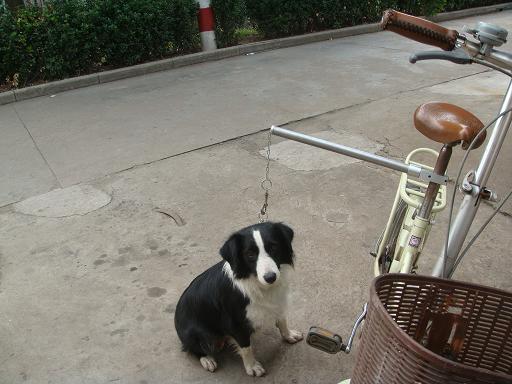 自制的狗狗牵引器卖咯