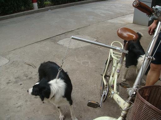 自制的狗狗牵引器卖咯