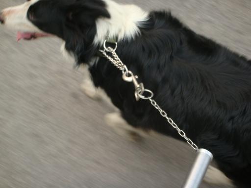 自制的狗狗牵引器卖咯