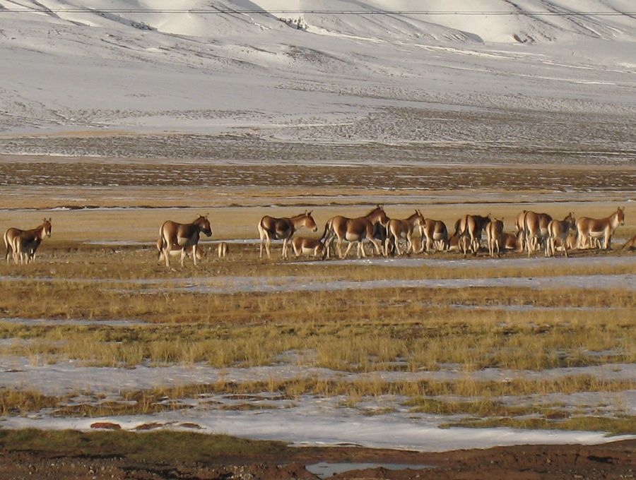 [原创]穿越西藏自驾游路途报导中--已更新前往扎什伦布寺途中照片!~