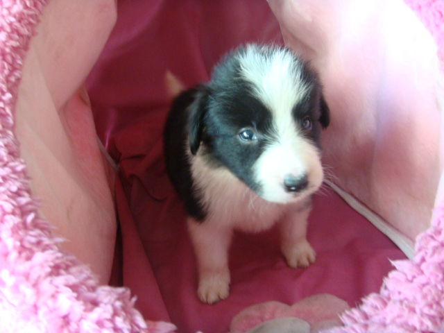 喜欢狗狗的过来看下下