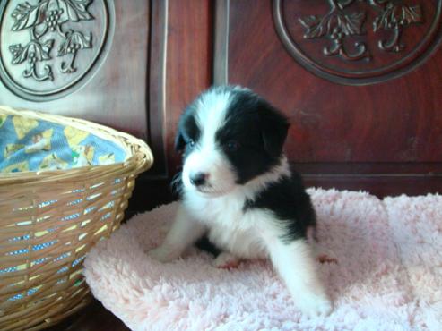 喜欢狗狗的过来看下下