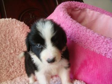 喜欢狗狗的过来看下下