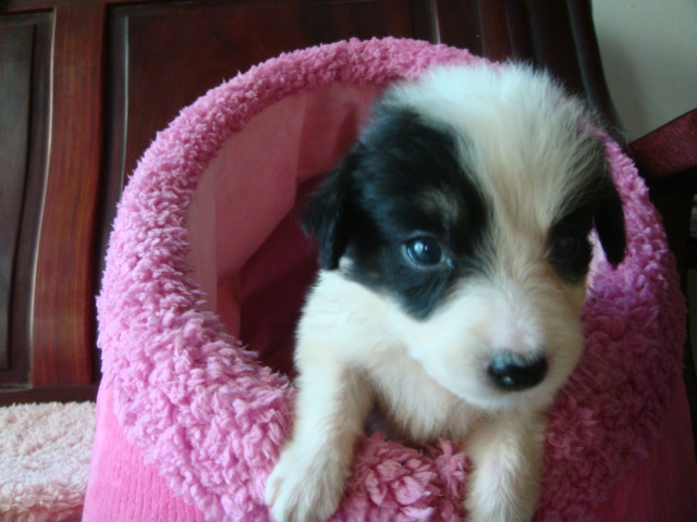 喜欢狗狗的过来看下下