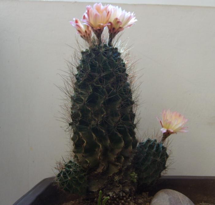 开花的仙人球:)