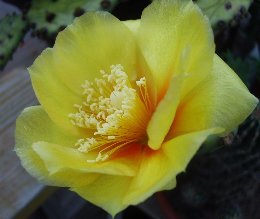 [原创]开花的仙人掌