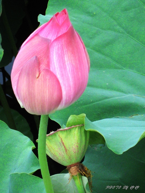 北海公园里的荷花。。。