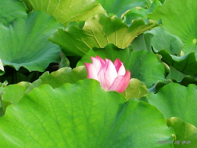 北海公园里的荷花。。。