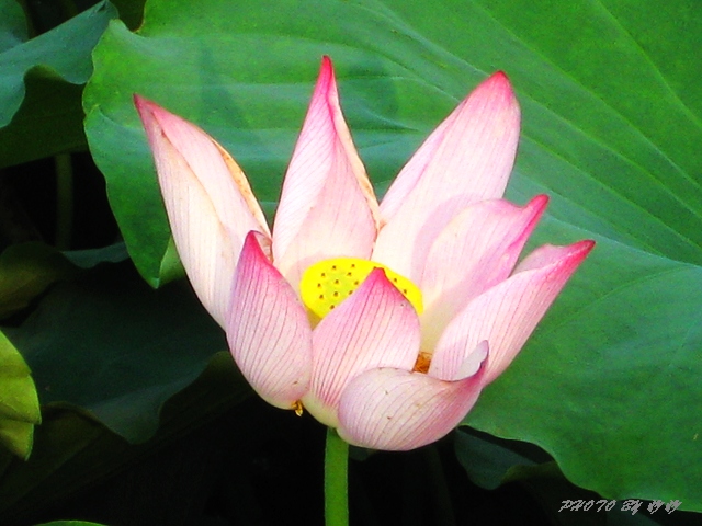 北海公园里的荷花。。。