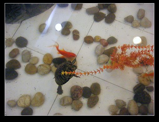 左转后可以看到一个小桥流水，池子里有鲤鱼和一只小乌龟